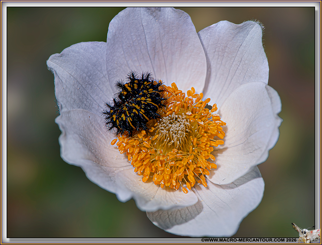 ANEMONES